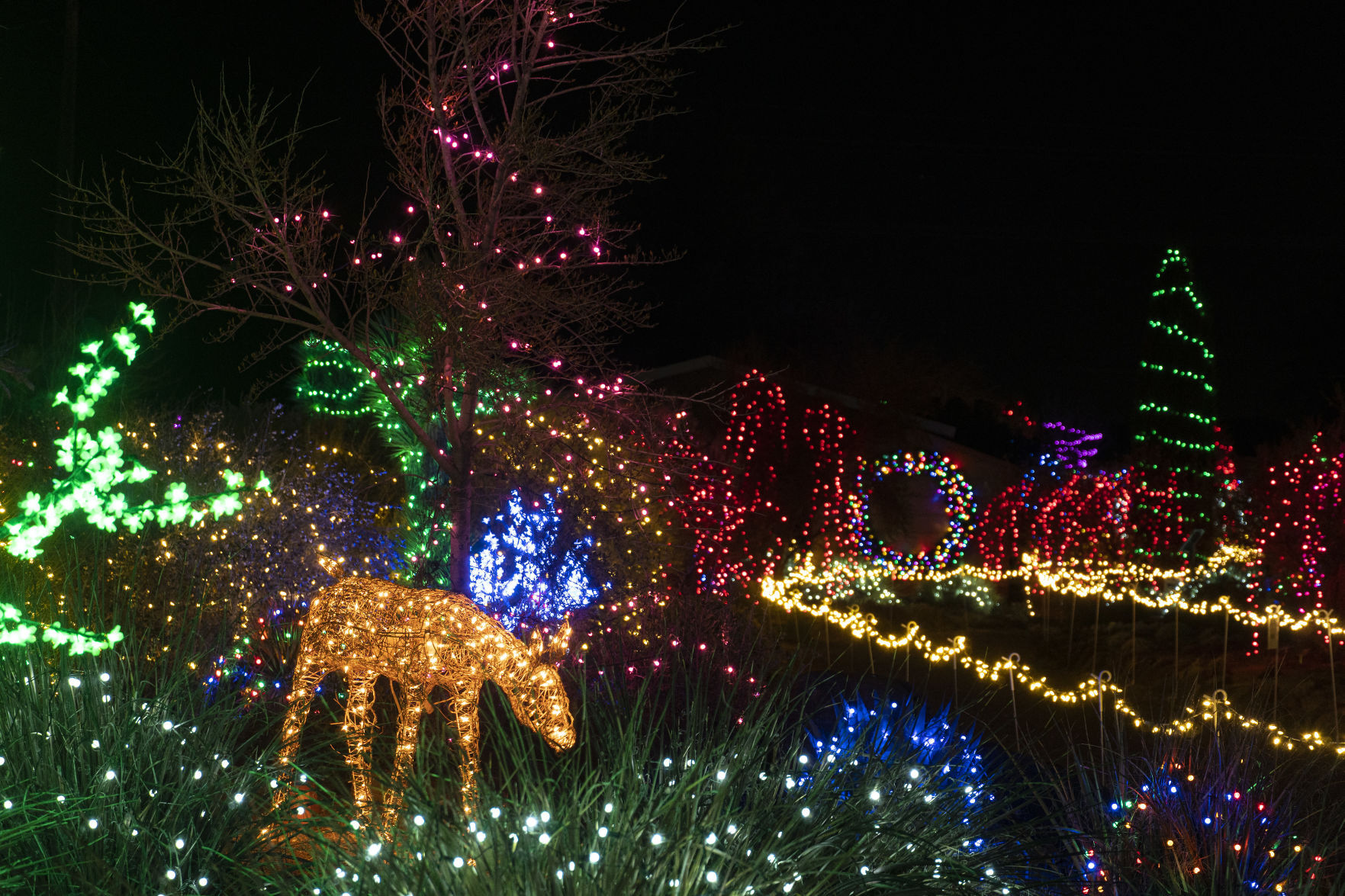 Christmas in the Garden